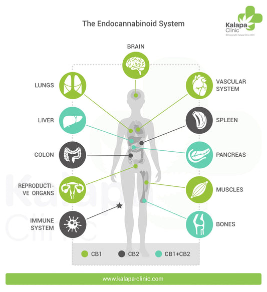 Unveiling the Hidden Power Within: Exploring the Endocannabinoid System with RealBud Camo