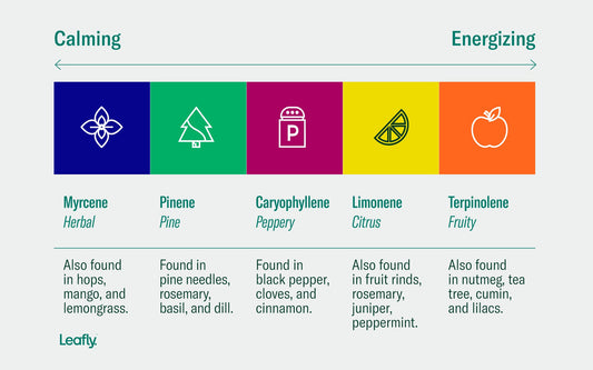 "Beyond THC: Unraveling the Hidden Gems of Terpenes in Cannabis"