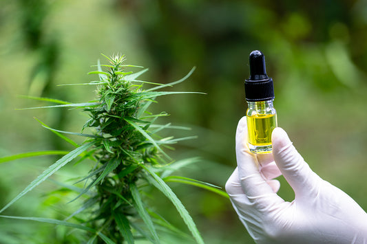 "Cannabis Oil and Epilepsy: Unlocking Hope and Healing"